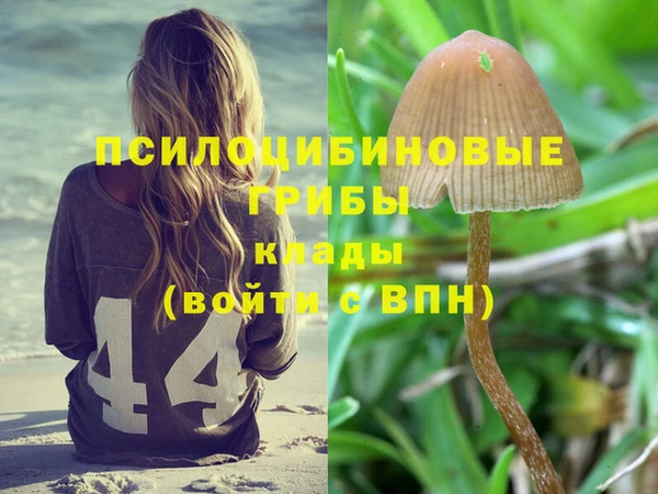гашик Алексин