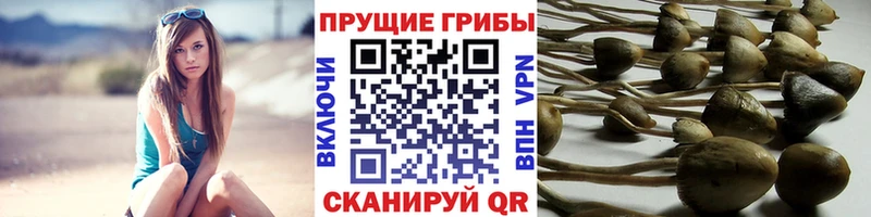 Псилоцибиновые грибы GOLDEN TEACHER  купить наркоту  Михайловск 